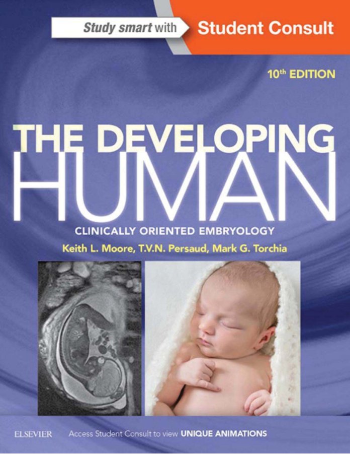 The Developing Human by Moore, Keith L.; Persaud, T. V. N.; Torchia, Mark G. — book cover